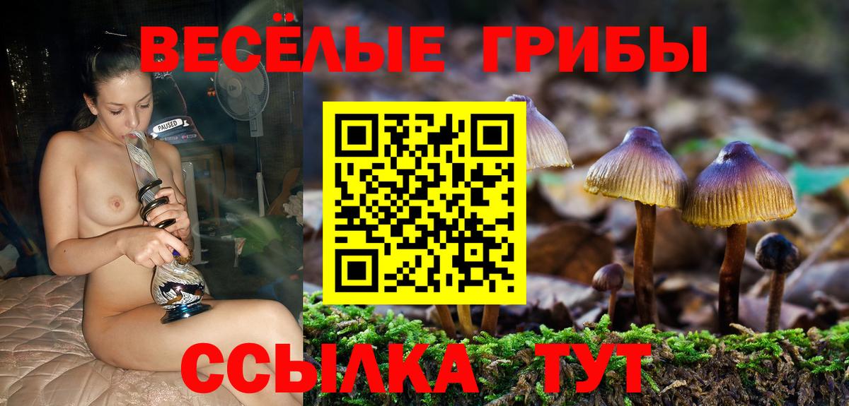 Котовск  Галлюциногенные грибы прущие грибы  Вход с VPN 